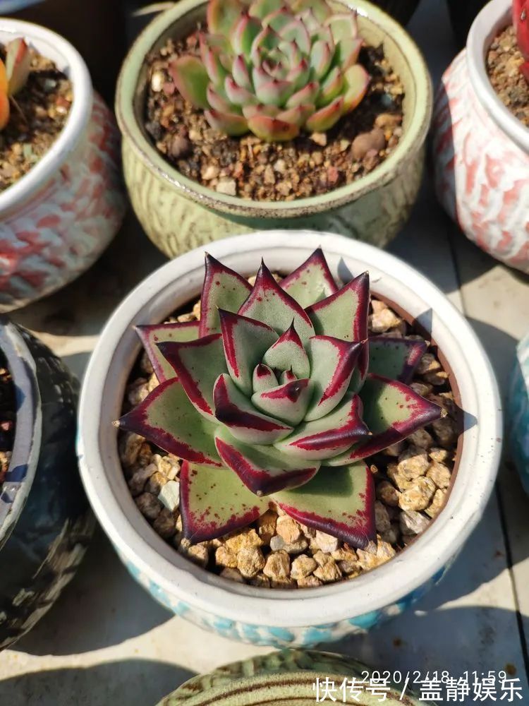 多肉是戒不掉的瘾！多肉小白入坑一年小记！