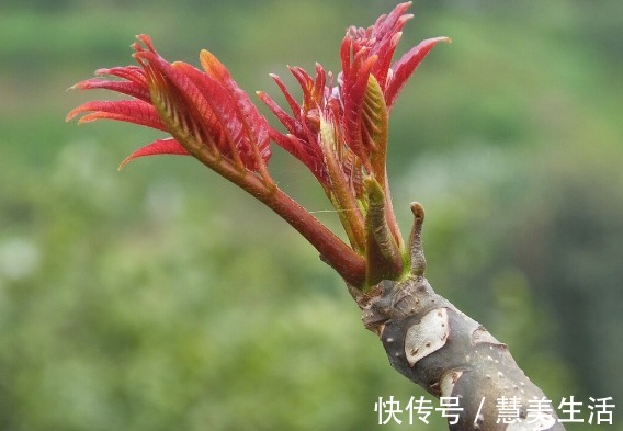 小根|65种野菜图片，带你认识不同的野菜和吃法，你想要的野菜这里都有