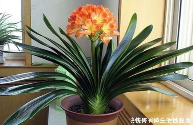 长势|家里4种生活“垃圾”,用来养君子兰,植株长得油绿光亮!