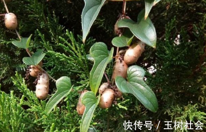 药效|长在树上的药材,药效很大,农民不敢用,城里卖300块钱一斤