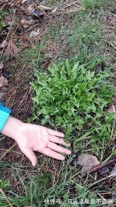 蒲公英|“万草之王”蒲公英太牛了,和它一配便秘口臭没了,肤白貌美了