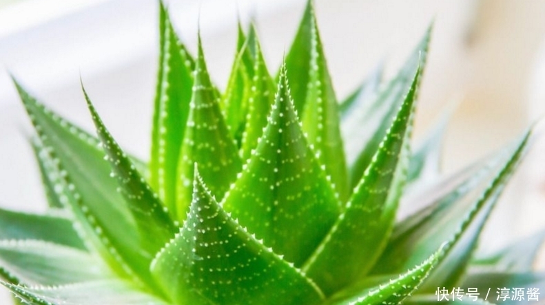 农村这种植物很常见,能清咽利喉、提高身体免疫力,你认识它吗?