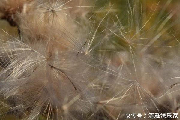 食用价值|蒲公英和此物“天生一对”，连喝三天，肝脏更健康，口臭也没了！