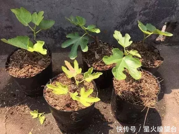 1根枝条插土里，10天生根，来年结果，一结一箩筐，吃不完！