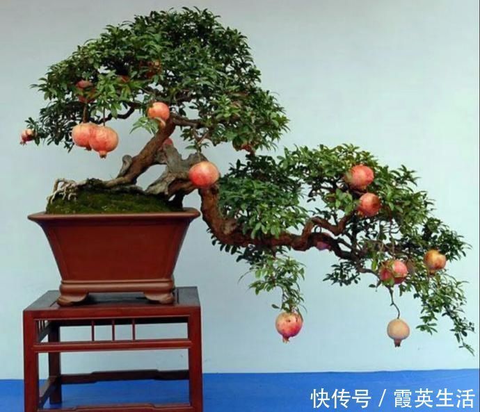 树木|盆景制作技法夏天来到，盆景脱衣换锦，有6种好处