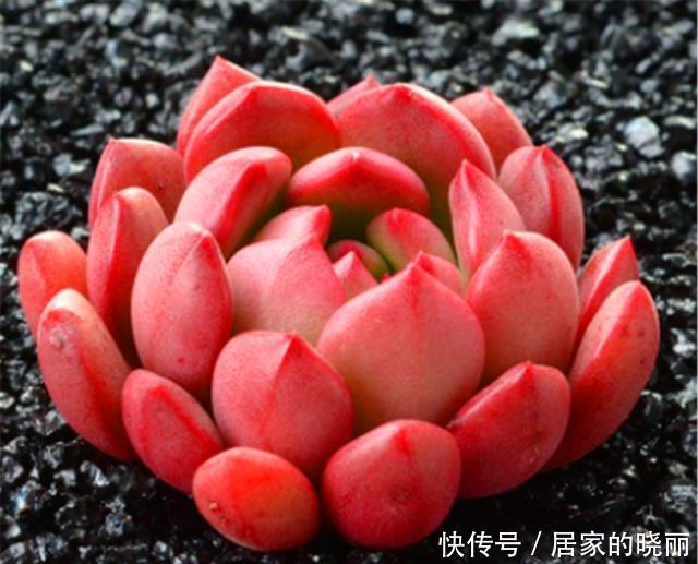 12月多肉红宝石就开始褪色,只因做错1件事,学会了鲜红明亮