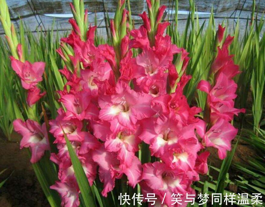 美人蕉|“3种花”,开花大方美丽,有庭院的一定要养,美极了