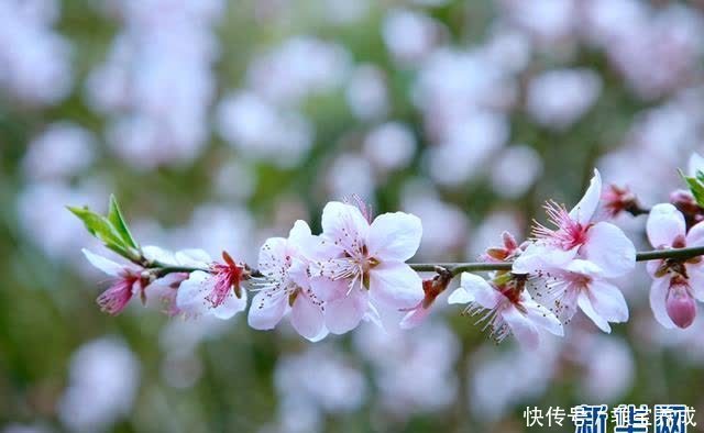 去鸡鸣寺拜访春天