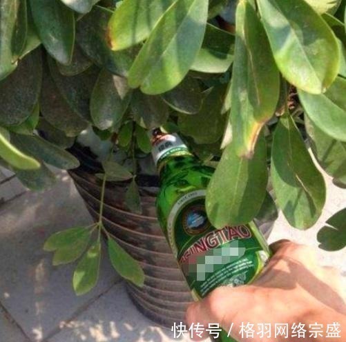 啤酒|老花匠养花从不用啤酒、淘米水,仅在盆里倒点“它”,养啥爆啥!