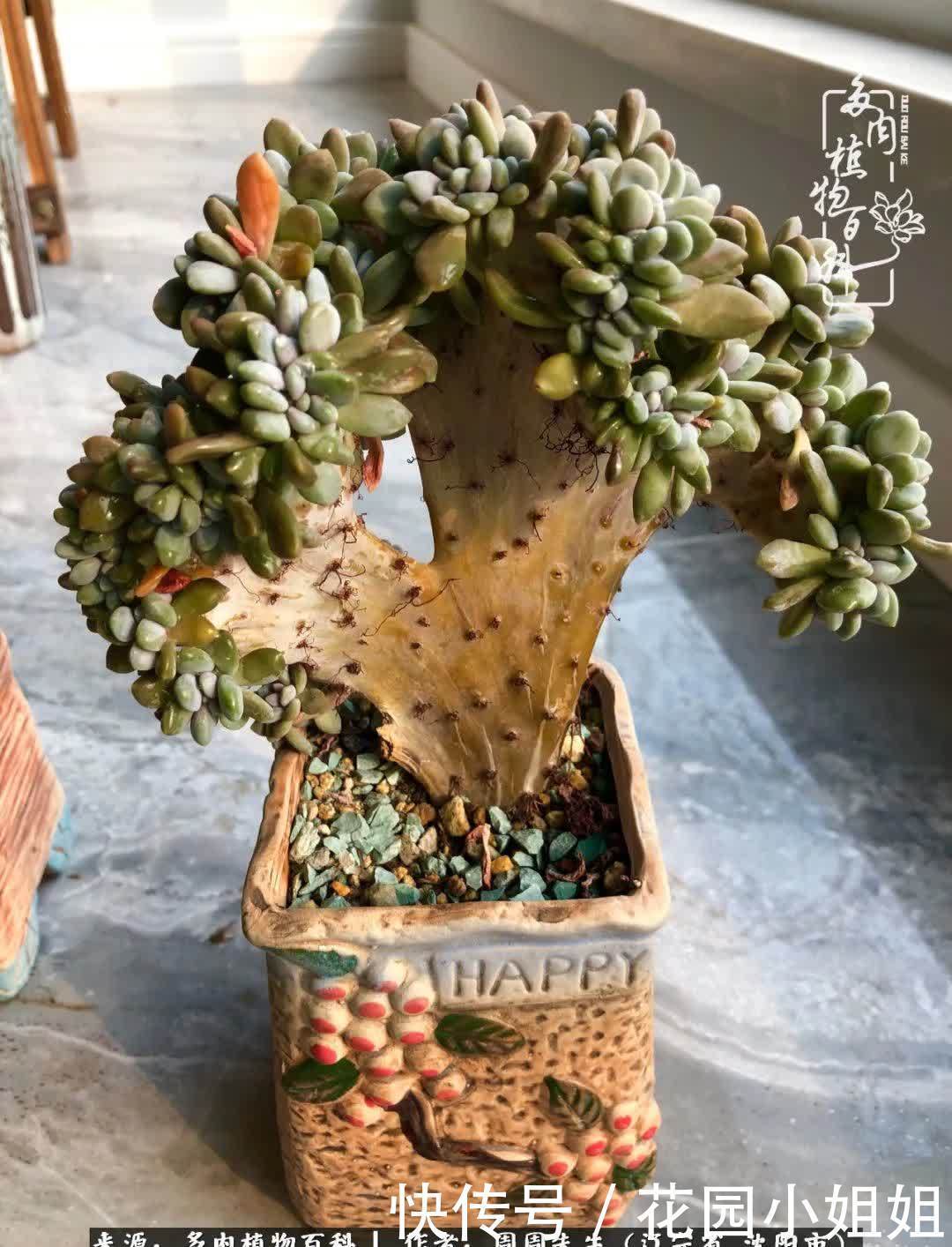 不羡鸳鸯不羡仙,只羡东北来春天!多肉冬去春来!