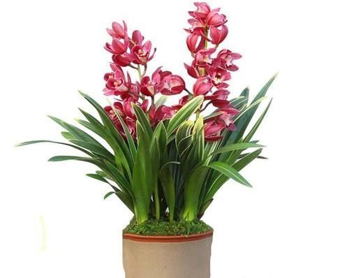 自然规律|养兰花、蟹爪兰和君子兰需记住,不能触碰三点,这是自然规律