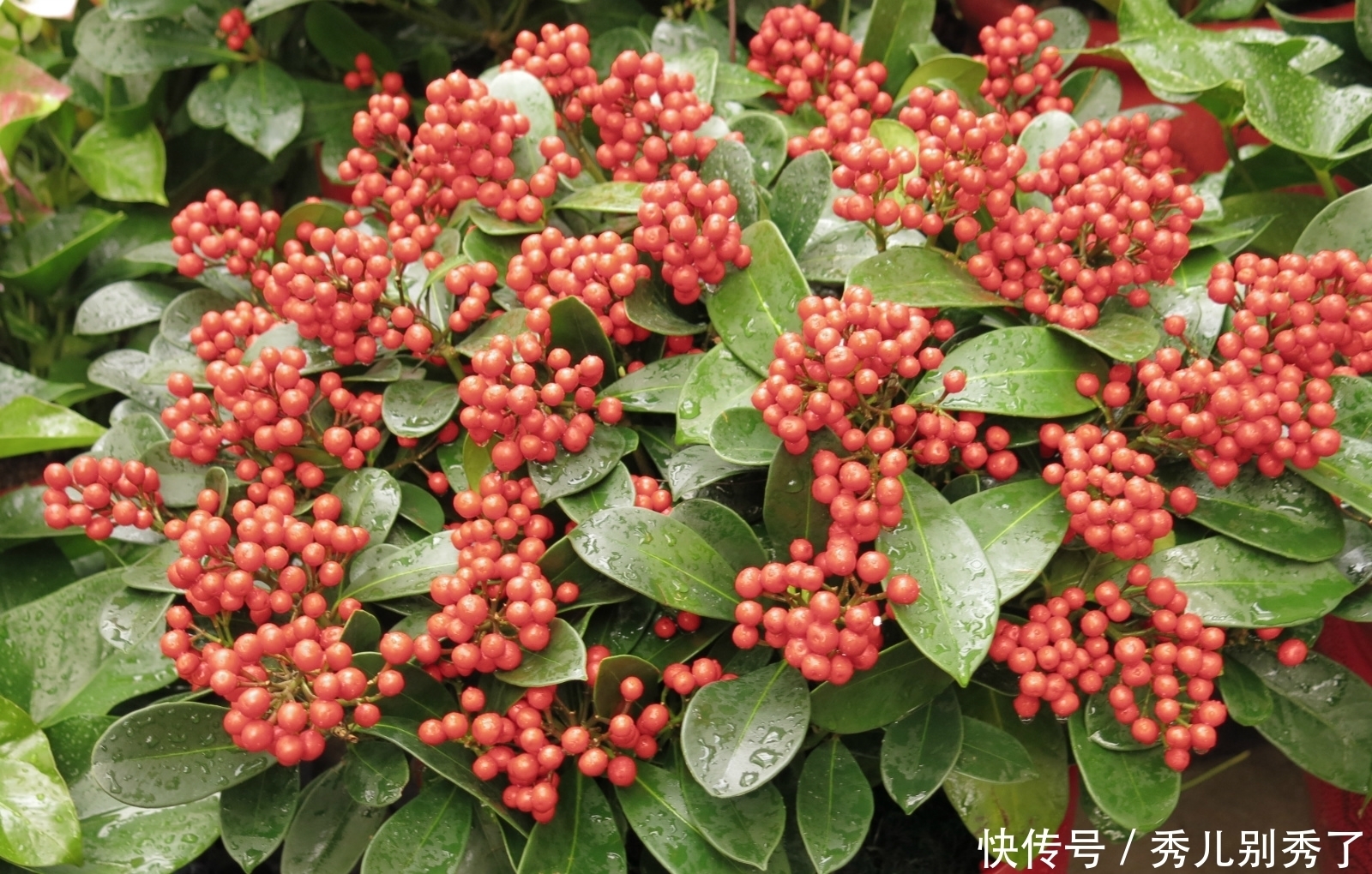 家里养了盆特别好看的花果子，还说能治病，切不知它是有毒的！