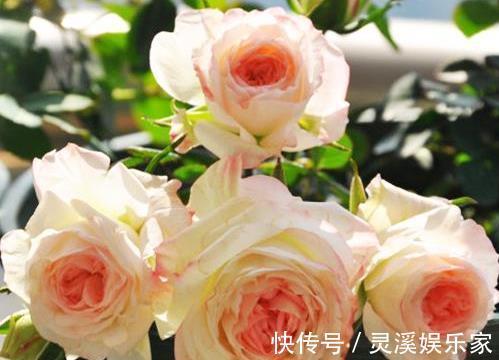 玫瑰|喜欢菊花，就养盆“玫瑰精品”可爱多，似美人偏偏，娇艳高贵