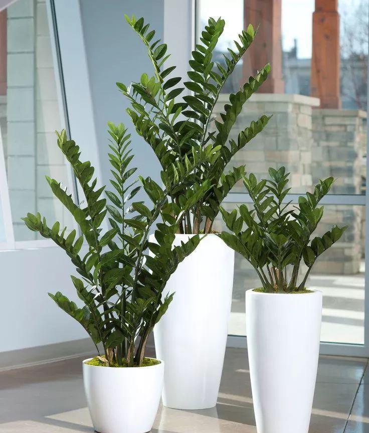 竹报平安|家中养一盆,有“灵气”的植物,油绿旺盛,招财旺家,平安,康健