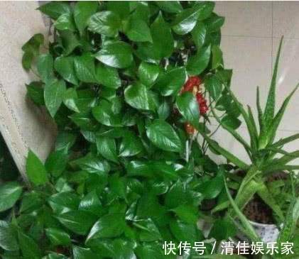 花卉|养绿萝、君子兰做好关键几点,不黄叶不烂根,叶子油绿,年年开花