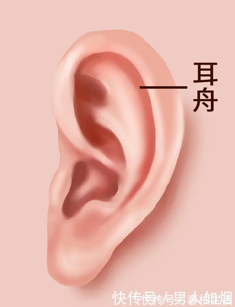 耳朵|耳朵上有张“保健地图”，每天这样揉5分钟，哪里不适调哪里