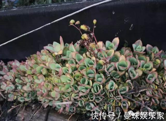 5种适合新手养的花,耐旱还耐晒,不用管也能爆盆!