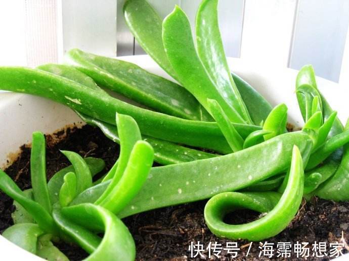 她家养了一盆绿舌头一开就是一年真好养
