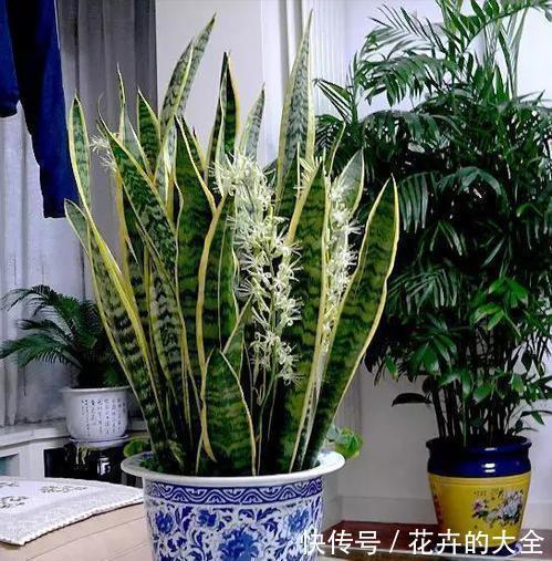 利于健康的“9种花”,株型雅致有格调,寓意“吉祥”有韵味