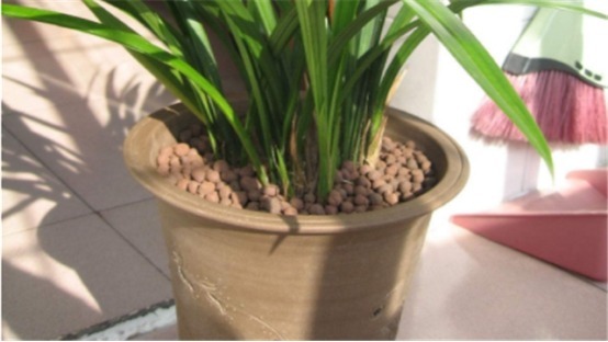 兰花总是烂根叶黄土里加1样东西,让兰花根壮叶绿
