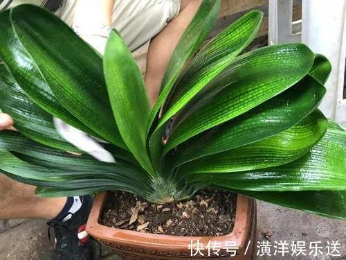 油烟机|这几种“好油”滴盆里,花苞蹭蹭窜枝头,施肥的功夫都省了