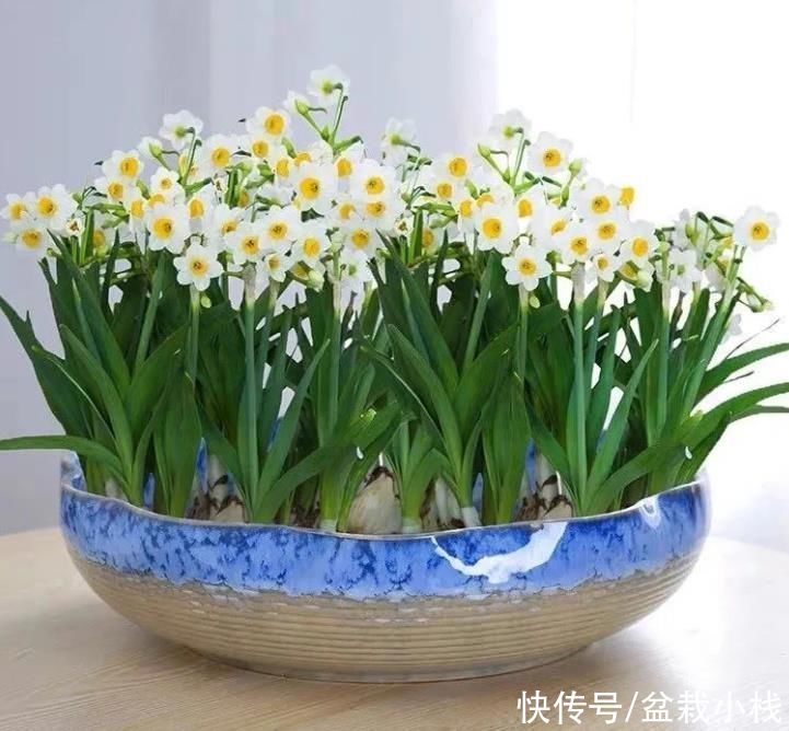 ?水仙花长得慢？做好4个方面，花芽分化快，开花早