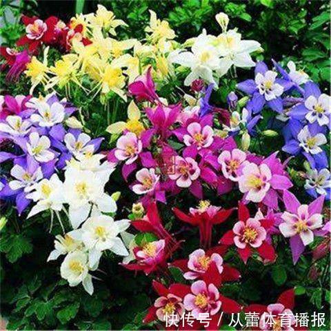 喜欢在家中养护花卉,就选择开花繁多,花色艳丽丰富的3种花卉