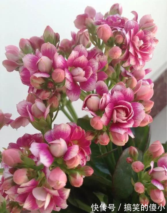 4种花专挑秋天爆盆，养一盆连续爆花3个月，花多花美