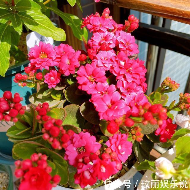 三角梅|5种花越养越上瘾,只要养好一盆,就会特别喜欢