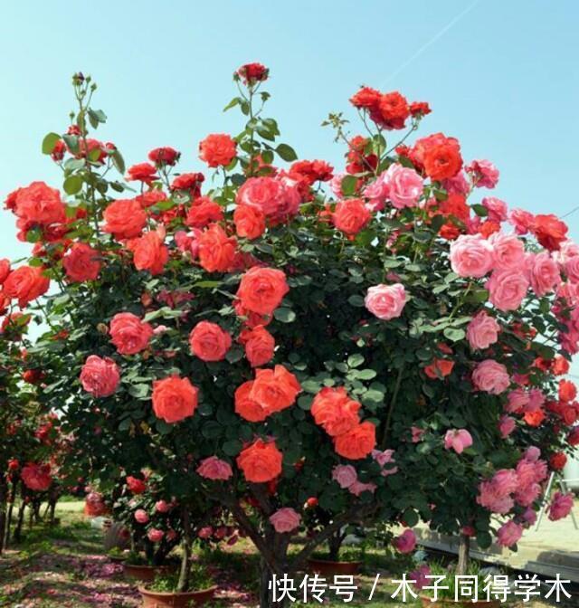 花树|4种“富贵花”,越养越值钱,价值上万元,能换很多“养老钱”