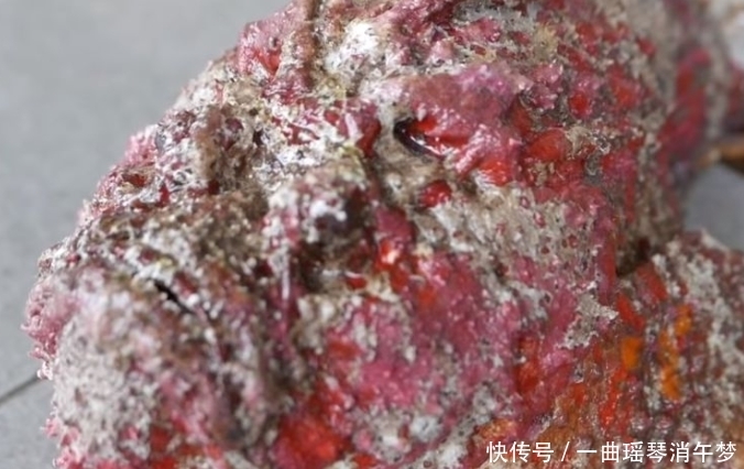 发现|奇闻:女子潜水发现“奇石”,捞上岸后才看清,网友:从未见过