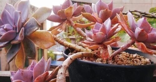 茎干|养多肉植物,用上4个“小技巧”,长成老桩更漂亮