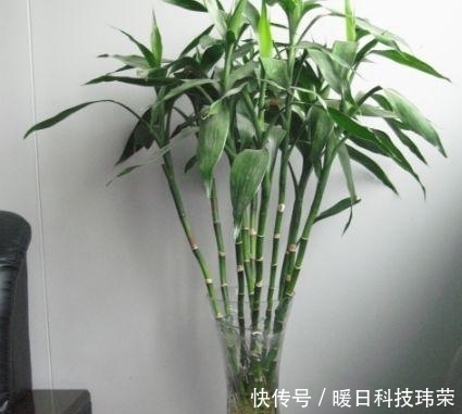 健康|这“3种”植物不管价格多“贵”, 也要养一盆, 身体变得更健康!
