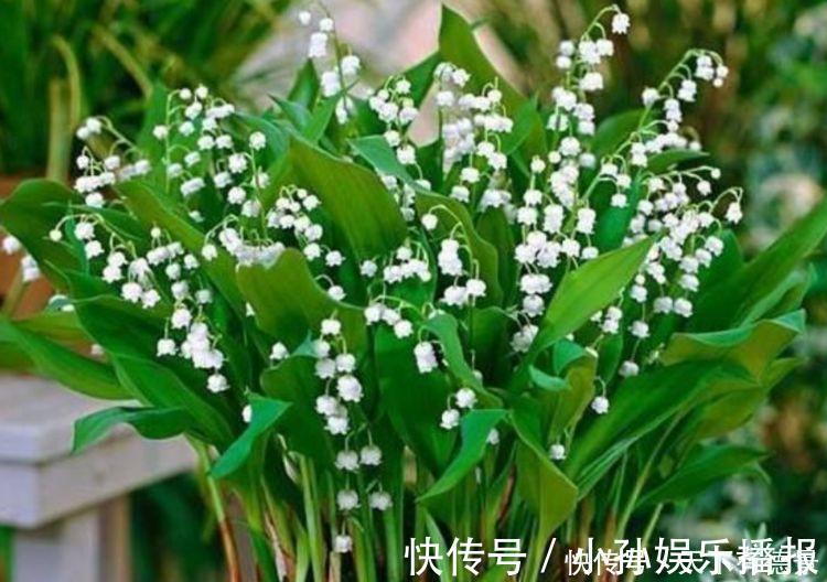 玫瑰花|3种花很适合阳台养,花香四溢,一开就是300多天,好养又漂亮!