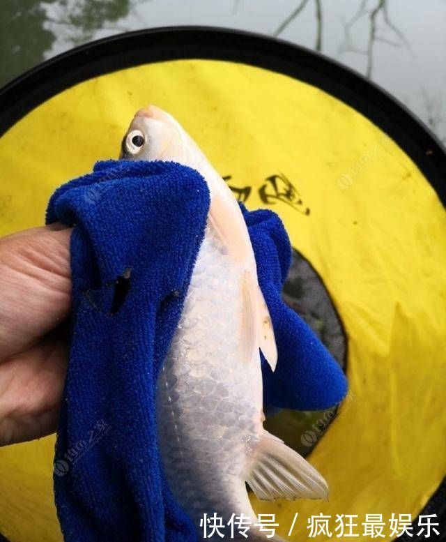 钓鲫鱼方法和窝料制作方法,自己研制的饵料,一般人我不告诉他