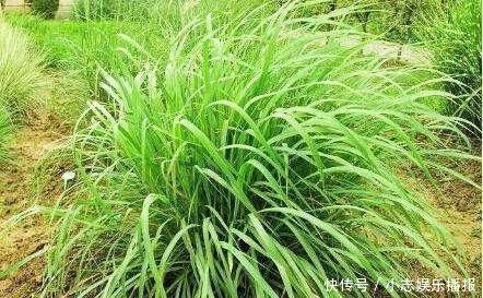 印度人视为“神草”，引入我国成杂草泛滥农田，殊不知价值珍贵