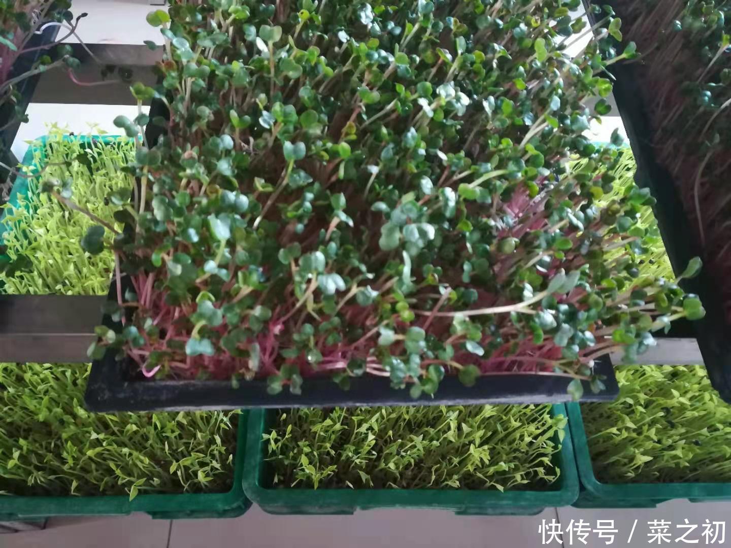 蘿卜苗的催芽管理方法是怎樣的？