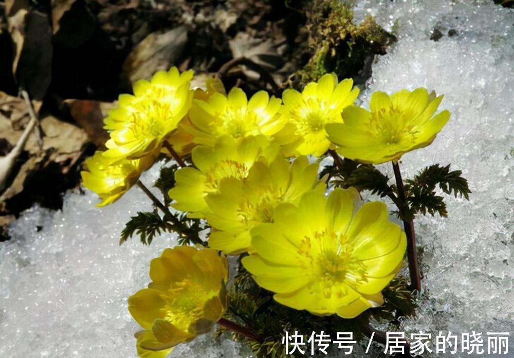 越漂亮的花越“有毒”!快来认识这12种大毒花,涨“知识”不吃亏