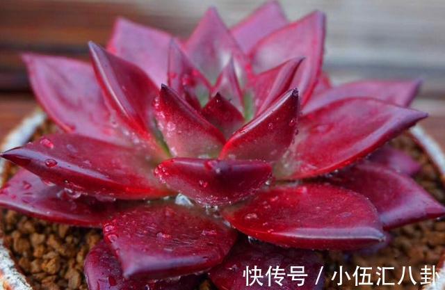 适合新手养的“6种多肉”，耐热又不怕冷，养成老桩，又美又霸气