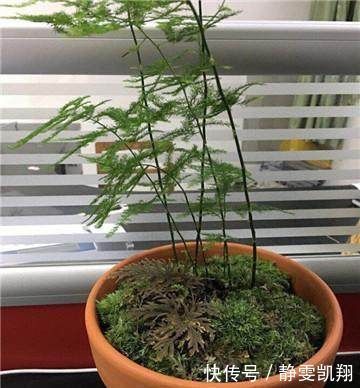 家里的文竹稀稀拉拉，真难看，用了这1东西，发疯的长，不黄叶