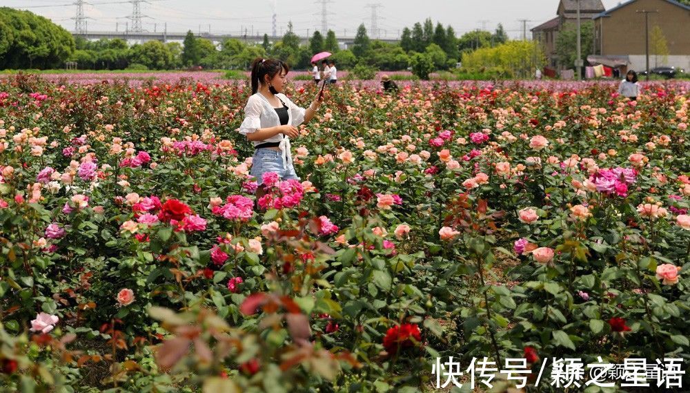 花海|宁波赏梅地，梅开成海，首选一二三