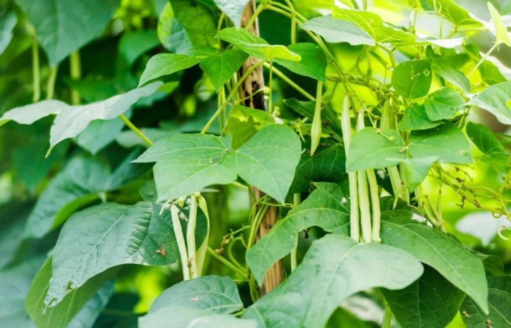 花园|在家种个菜都这么美,还要什么花园?