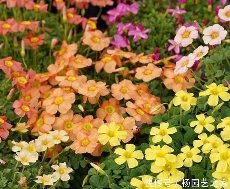家里养此几款香香花,健康好看又好养,芳香扑鼻惹人爱