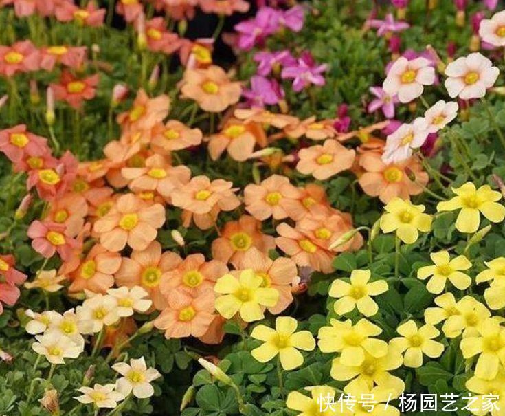 家里养此几款香香花，健康好看又好养，芳香扑鼻惹人爱