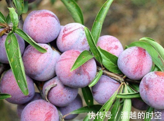 坏血酸|9月多吃此果，大肚子变平了！女人想要美容瘦腿，可以试一试