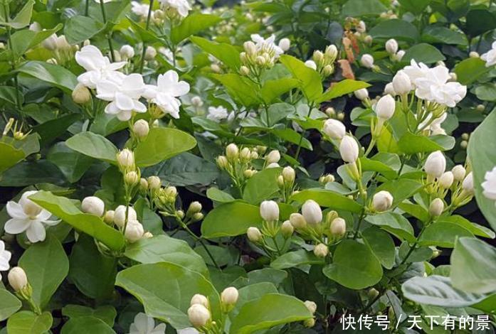 养花肥料分“四类”,缺1种就难养好,家中要常备才行!