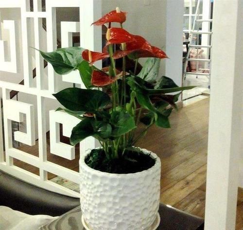 桔子树|现在正是养花、种花的时间,家里面应该种些什么样的花草?