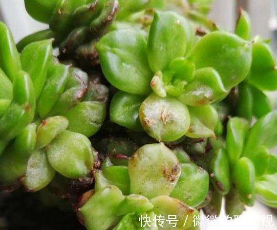 栽种|多肉界的小牡丹花,蜡牡丹多肉,避免踩雷防病有妙招,养出通透感