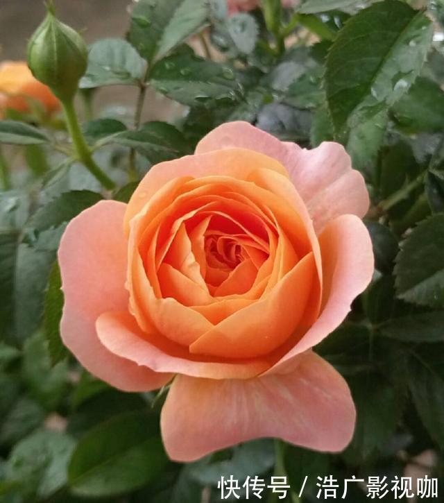 老花匠|独干月季怎么养才会枝繁叶茂开花爆盆老花匠只需一招,长见识了