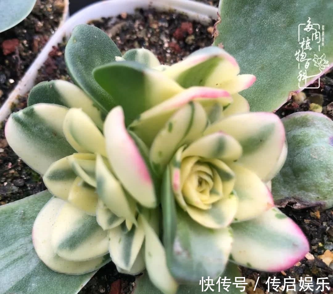 科普“山地玫瑰锦”万中无一，仙气缭绕！附养护知识！